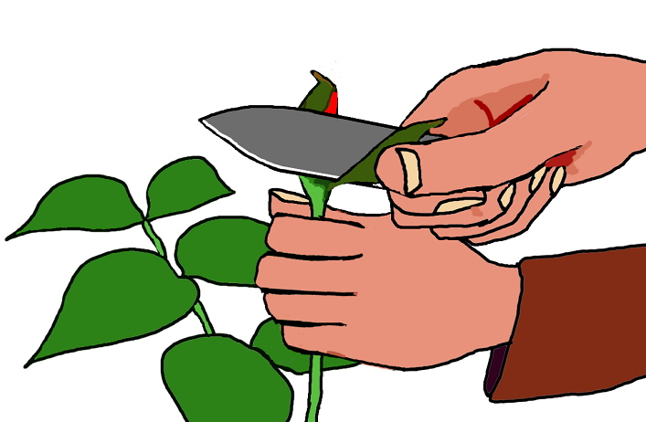 A man is opening up a bud with his knife.